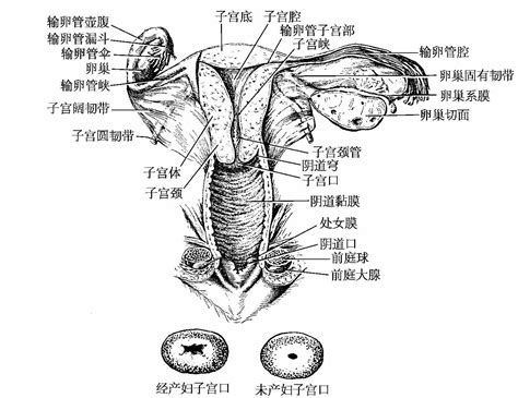 女人性器官|女性生殖结构：